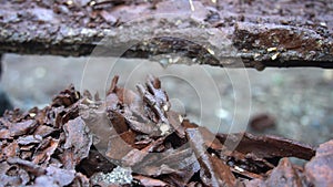 Termites eating  rustic wood.