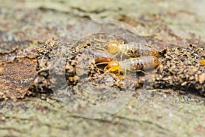 Termites eating wood, causing structural damage to house