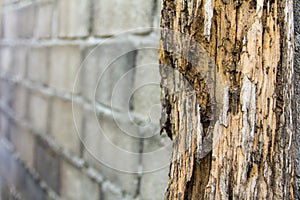 Termites erosion