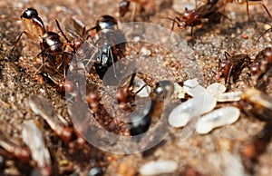 Termites and flying ants