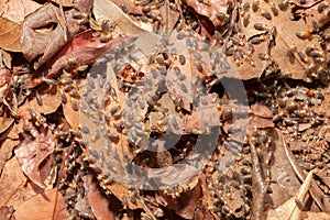 Termites on ground macrophotography animal