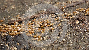 Termites on the ground2018_10_12