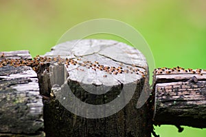 Termites immigrants in forest photo