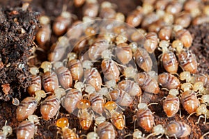 Termites insects in colony