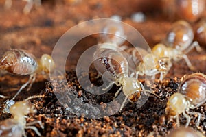 Termites insects in colony photo