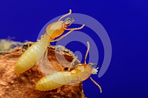 Termites macro photo