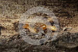 Termites on nature wood background.