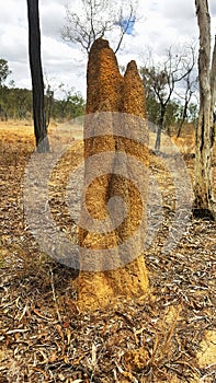Termites nest in North Queensland Australia