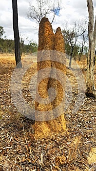 Termites nest in North Queensland Australia