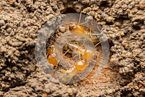 Termites nesting