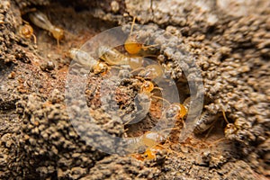 Termites nesting photo