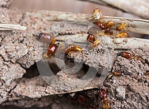 Termites are nesting in timber. photo
