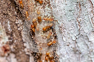 the soldier termite of soil eaters