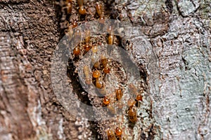 the soldier termite of soil eaters