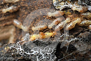 Termites in Termite mound for background.