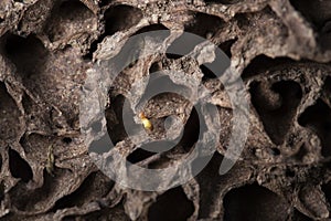 Termites with Termite mound in nature background.