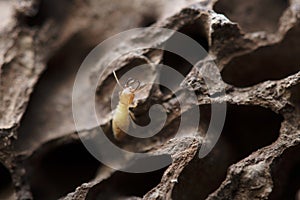 Termites with Termite mound in nature background.