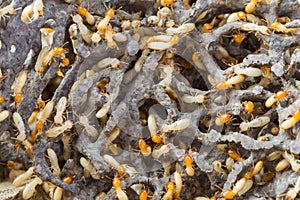 Termites in Thailand