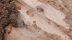 Termites walk around on decomposing wood