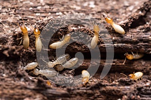 Termites or white ants photo