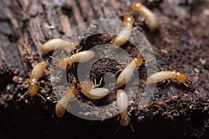 Termity alebo biely mravce 