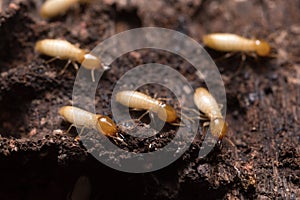 Termites or white ants
