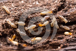 Termites or white ants photo