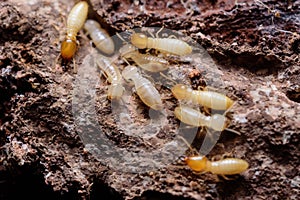Termites or white ants