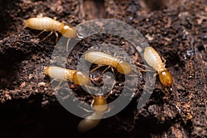 Termites or white ants
