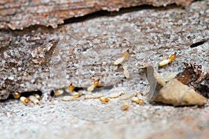 Termites or white ants destroyed