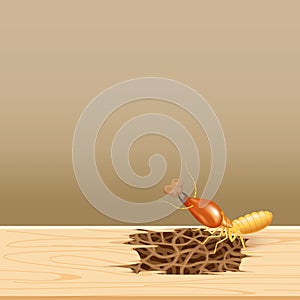 Termites at wood, termite nest at wooden wall, nest termite at wood decay the door sill architrave, nest termite background