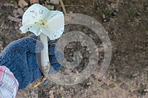 Termitomyces microcarpu, mushroom , local food in Thailand