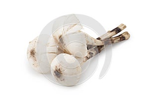 Termitomyces mushroom or termite mushroom