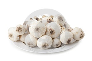 Termitomyces mushroom or termite mushroom