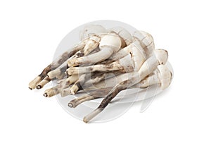 Termitomyces mushroom or termite mushroom