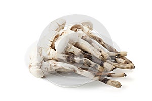 Termitomyces mushroom or termite mushroom