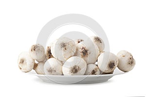 Termitomyces mushroom or termite mushroom