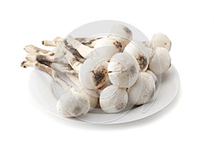 Termitomyces mushroom or termite mushroom