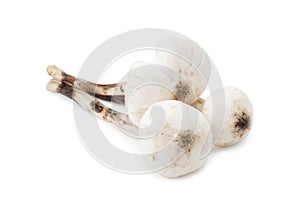 Termitomyces mushroom or termite mushroom