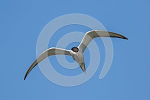 Tern