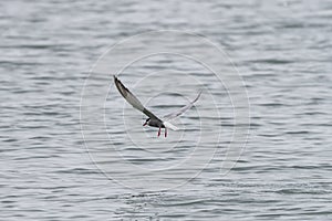 Tern bird catching fish in the northern sea in germany at Amrum (Oomram) in Germany