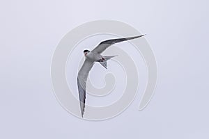 Tern bird catching fish in the northern sea in germany at Amrum (Oomram) in Germany