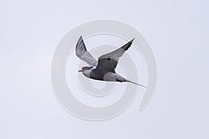 Tern bird catching fish in the northern sea in germany at Amrum (Oomram) in Germany