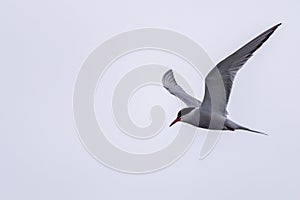 Tern bird catching fish in the northern sea in germany at Amrum (Oomram) in Germany