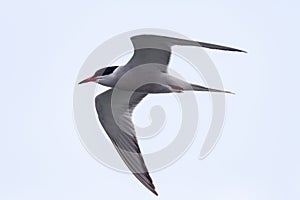 Tern bird catching fish in the northern sea in germany at Amrum (Oomram) in Germany