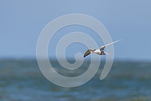 Tern bird catching fish in the northern sea in germany at Amrum (Oomram) in Germany