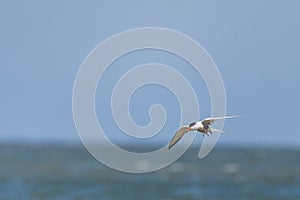 Tern bird catching fish in the northern sea in germany at Amrum (Oomram) in Germany