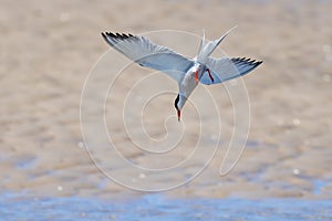 Tern bird catching fish in the northern sea in germany at Amrum (Oomram) in Germany