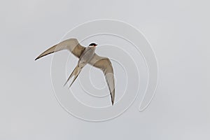 Tern bird catching fish in the northern sea in germany at Amrum (Oomram) in Germany