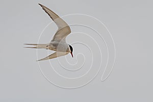 Tern bird catching fish in the northern sea in germany at Amrum (Oomram) in Germany